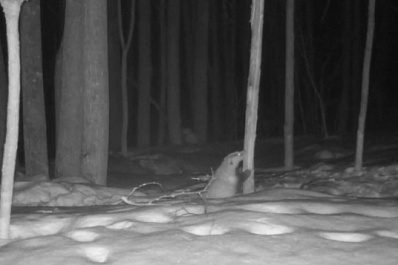 В Самарской области азиатские барсуки проснулись на 3 недели раньше