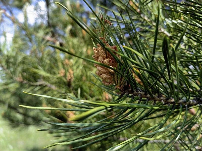 "Вырезают под корень": самарцы пожаловались на вырубку деревьев