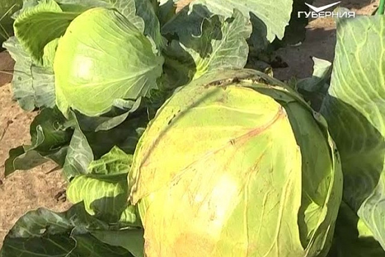 Дачные советы 13.10.2016. Осенние работы. Профилактика заболеваний