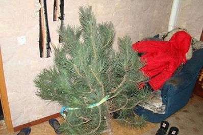 Житель Новокуйбышевска спилил на праздник сосну, растущую у подъезда