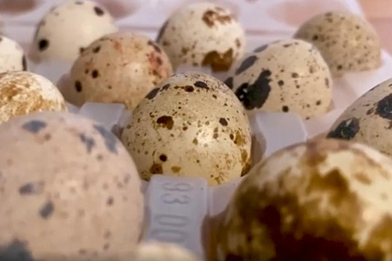 Перепелиные яйца. Сохраняйте чек