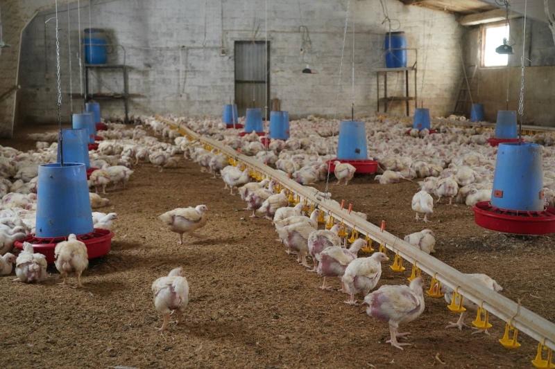 В селе Соковнинка Борского района развивают производство цыплят-бройлеров
