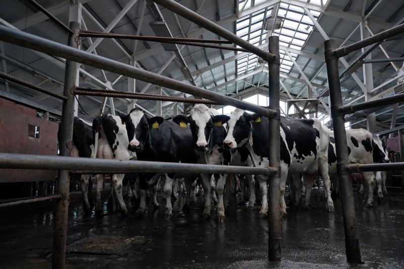 Минсельхоз Самарской области помогает молочным хозяйствам повысить качество продукции и улучшить дойное стадо