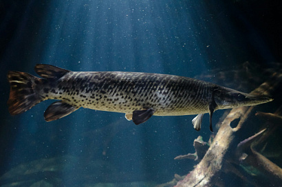 Название статьи