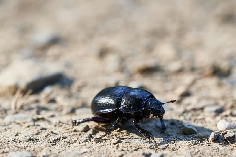 В Поволжье экологи переселят жуков на время благоустройства городского парка