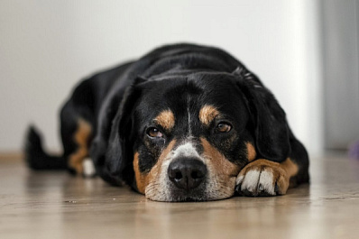 В ПФО спасенной от птиц собаке сделают операцию 