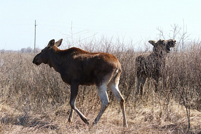 В Самаре своенравных лосей Ладу и Яшу перевели в сафари-парк