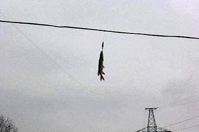 В Сызрани огромная щука "повисла" на проводах