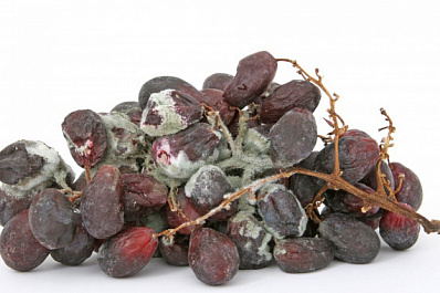 Жители Сызрани одобрили гнилые фрукты из супермаркета