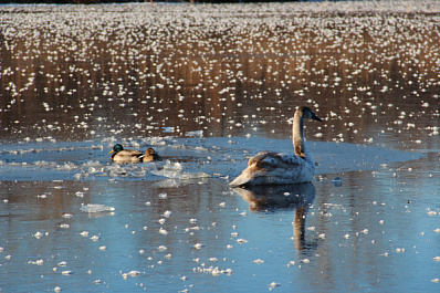 В Самарской области с замерзших озер спасли двух лебедей-шипунов
