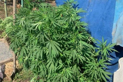 У жителя Самарской области нашли 900 граммов конопли