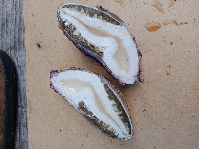 В Самарской области женщина на дачном участке обнаружила странный гриб