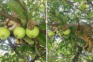 В Самаре заснувший на яблоне кот стал звездой Интернета 25 июля 2021 года