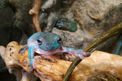 В зоопарк Самары прибыли три новые амфибии