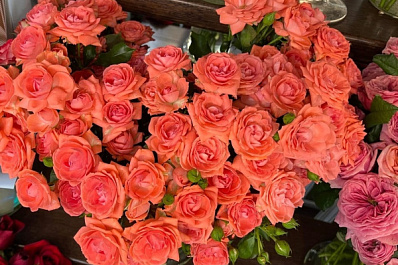 Эксперт рассказал, как ухаживать за розами осенью