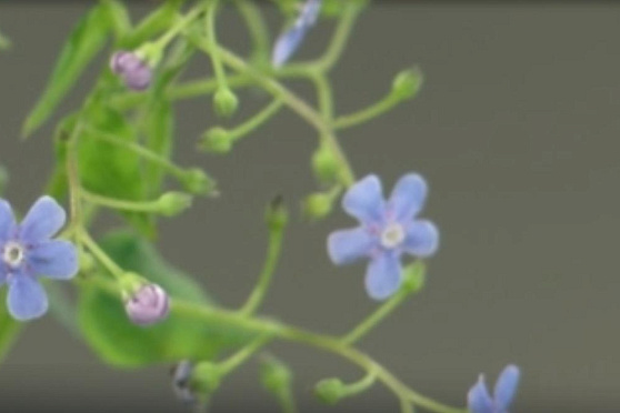 Вышиваем бруннеру. Ручная работа