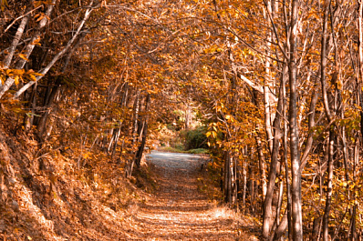 Большинство россиян планируют провести осенний отпуск внутри страны