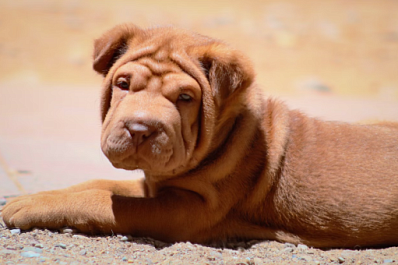 В Поволжье волонтеры спасают бездомного шарпея по кличке Хтоня