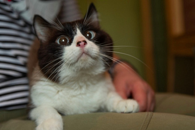 Коту из Новосибирска ищут человека для ведения инстаграма