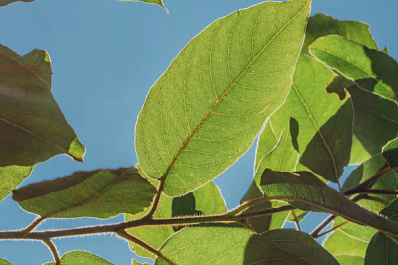 Опрос: россияне стали отмечать улучшение экологии