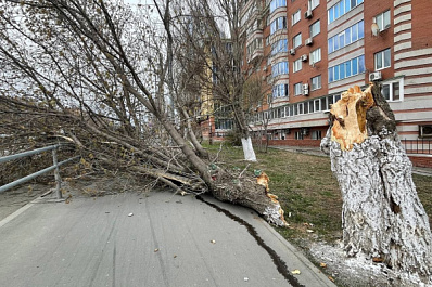 В Самарской области упавшее дерево порвало провода и выбило стекла балконов многоэтажки