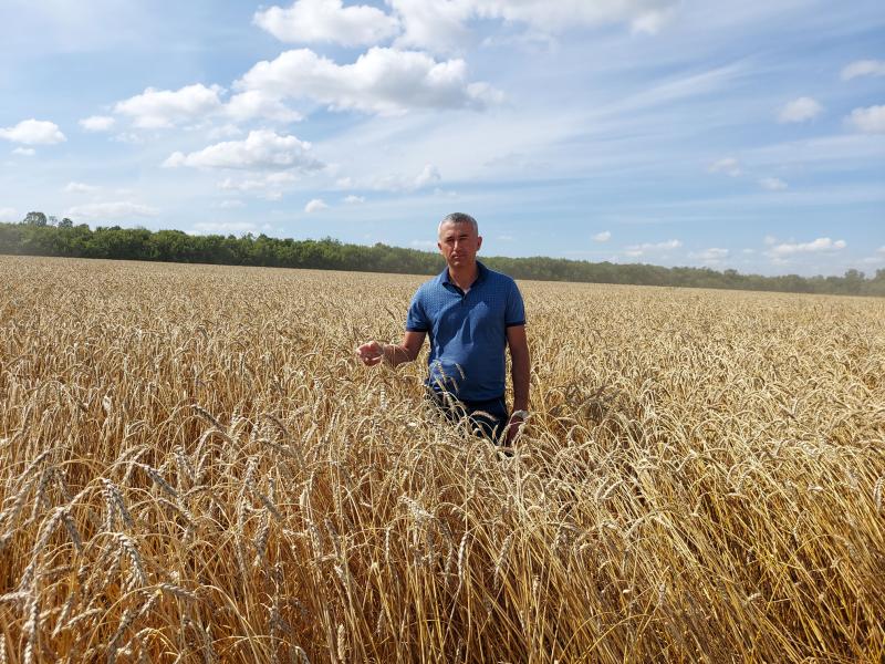 Поле с конем: как в Самарской области выращивают пшеницу и разводят лошадей