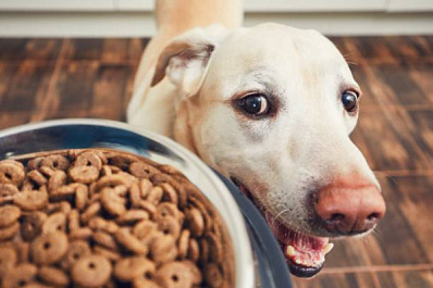 Кинологи назвали причины постоянного чувства голода у собак 