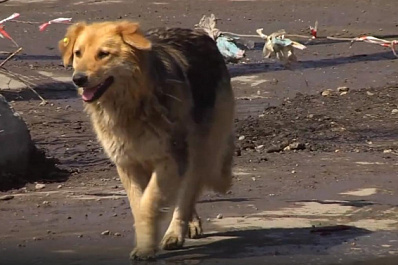 В Самаре отловом бездомных собак занимается новый подрядчик