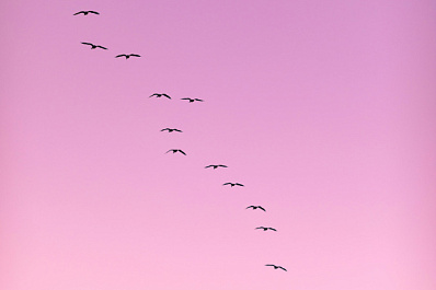 В России заметили редкую розовую птицу