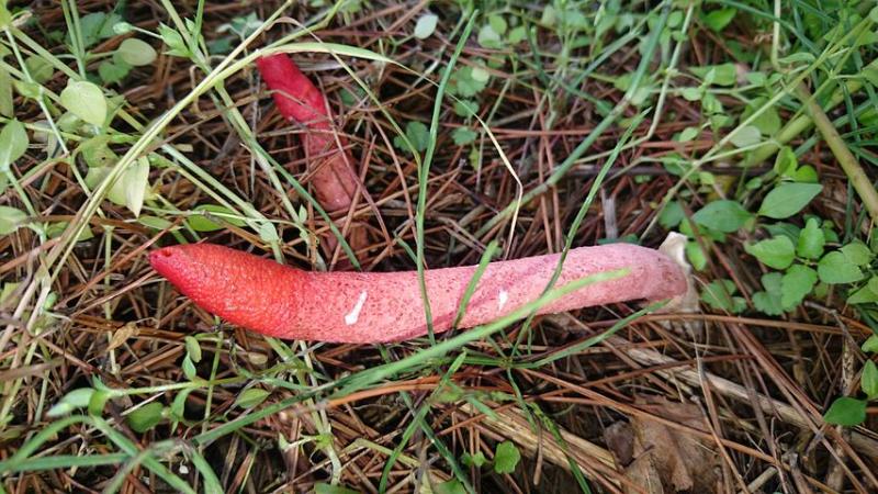 В Тульской области обнаружили краснокнижный гриб 