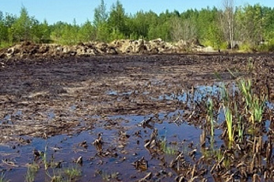 В Самарской области поля с пшеницей залило нефтесодержащими продуктами