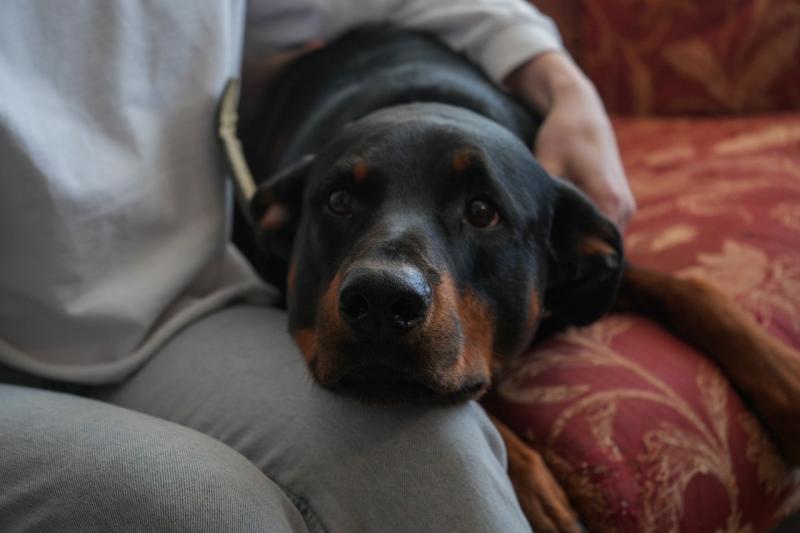 Кинолог рассказал, какие опасности поджидают собак летом