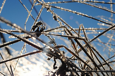 На Самарскую область обрушатся ночные заморозки