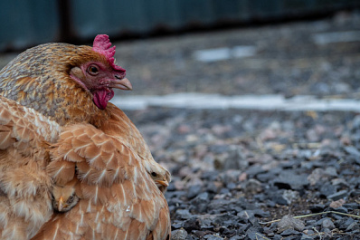 Врачи рассказали, какие части курицы могут вызывать рак при употреблении в пищу