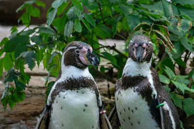 В Самарском океанариуме на свет появился птенец пингвина Гумбольдта
