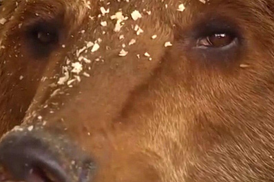 Четырёх брошенных в Самаре медведей готов приютить крымский зоопарк