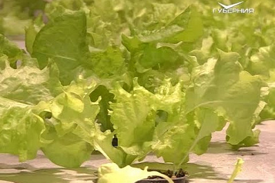 Огород на рыбной ферме построили в Тольятти