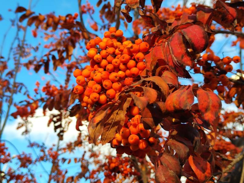 Спустя 15 лет: в Сызрани и Тольятти 25 ноября была самая теплая погода