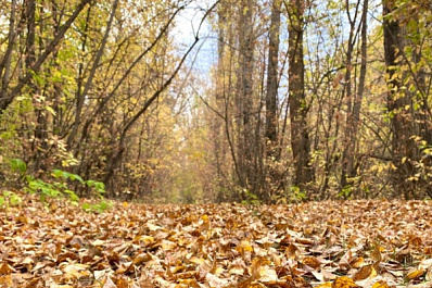 В мае в Самарской области проведут санитарную обработку лесов