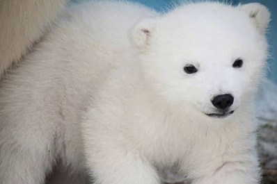 Двух малышей в Японии родила медведица из Новосибирского зоопарка   