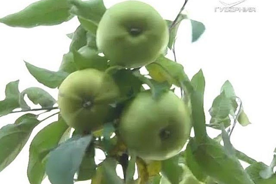 Какие сорта зимних яблок подойдут для Самарской области. Удачные заметки от 16.10.2018