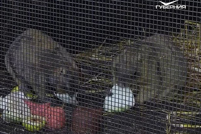 Самарские сурки Иван и Ева предсказали скорый приход весны