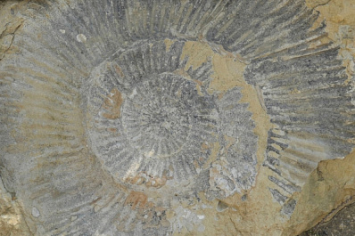 В Самарской области найден древний 200-килограммовый аммонит