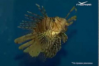 Выставка экзотических рыб открылась в Самаре