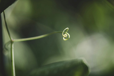 Опасный сорняк с присосками захватил уже несколько сотен гектаров