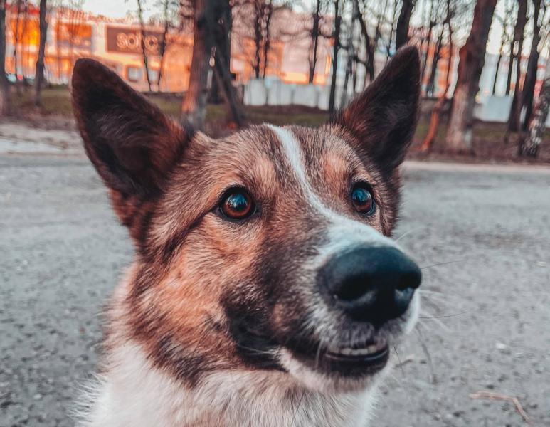 Собака сбежала с зоовыставки и отправилась на футбол