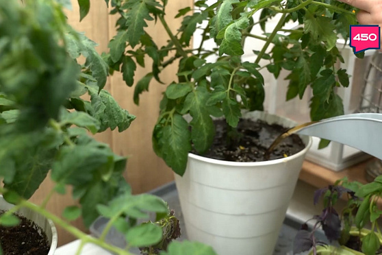 Подкармливаем помидоры. Дачные сезоны