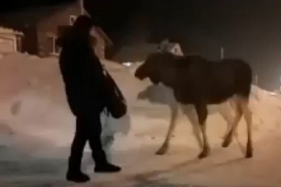 В Самарской области лось-привереда выпросил у людей пирожные