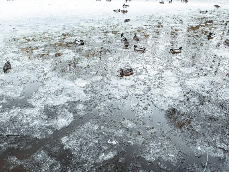 В Самаре в парке Металлургов в озере обнаружили массовую гибель рыбы