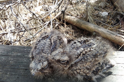 События в лесу под Сызранью заставили мужчину понервничать 
